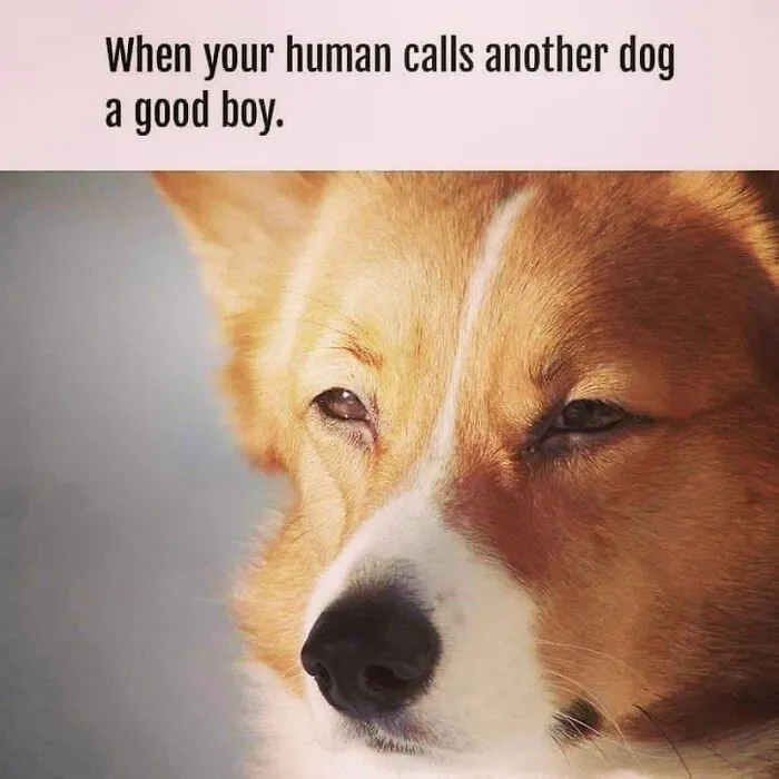 Close up of a suspicious looking corgi in hilarious dog memes