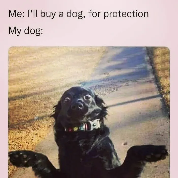 Black dog with funny shocked expression in hilarious dog memes