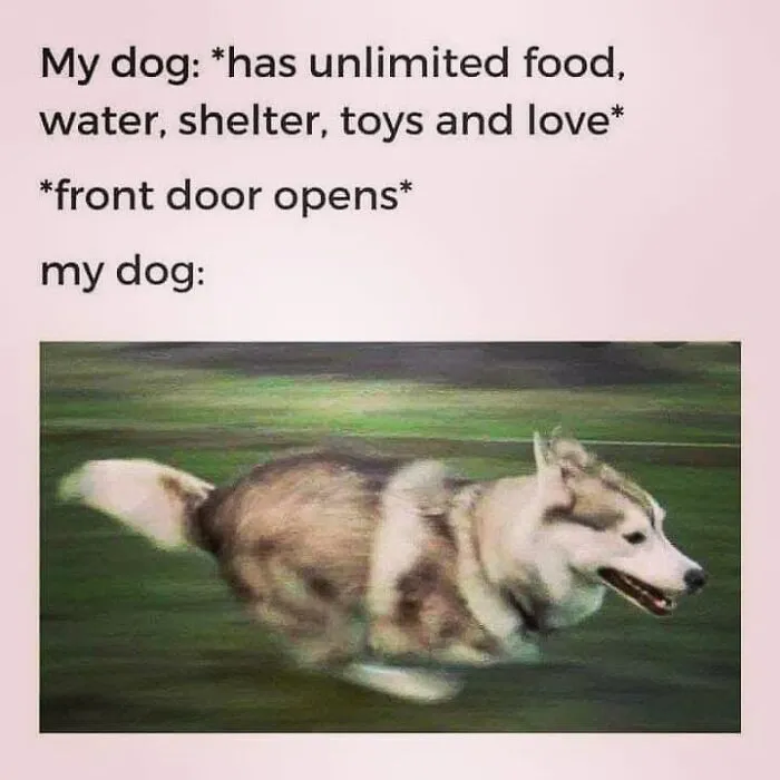 Husky running away fast as part of hilarious dog memes
