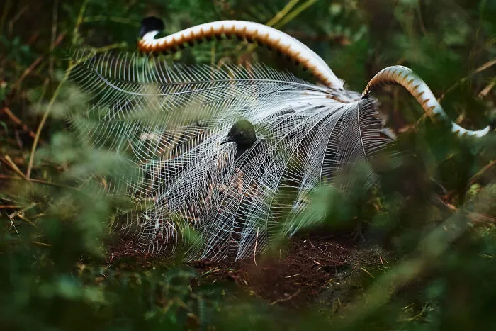 A superb lyrebird displaying its feathers in the forest, a stunning bird photo