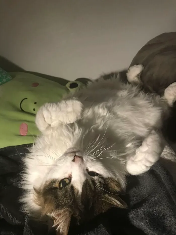 A fluffy white cat lies on its back on a bed, showing a pet story from a TikTok trend.