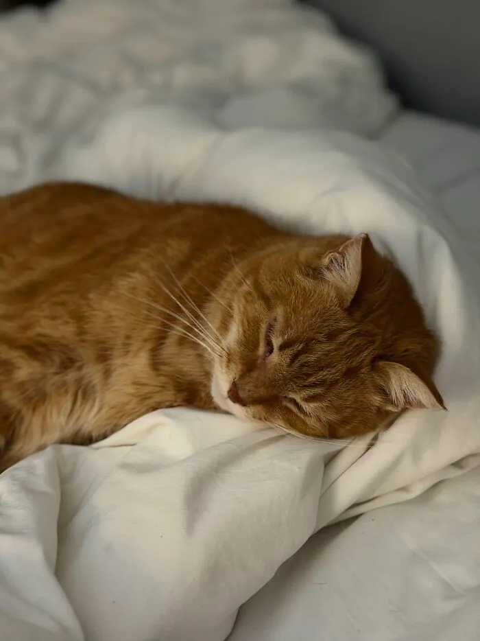 A ginger cat peacefully sleeping on a white bed sheet sharing life stories with its family