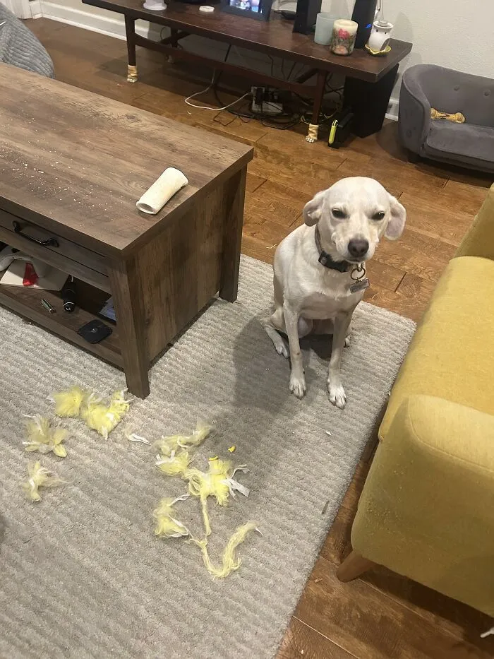 White dog sitting next to shredded yellow cushion stuffing on carpet
