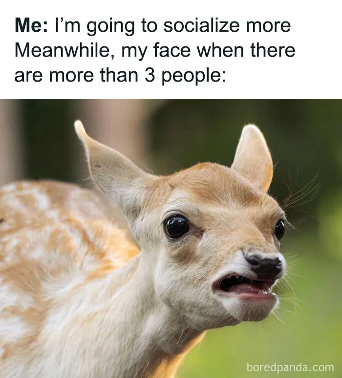 Funny animal memes show a fawn with a disgusted facial expression representing social overload.