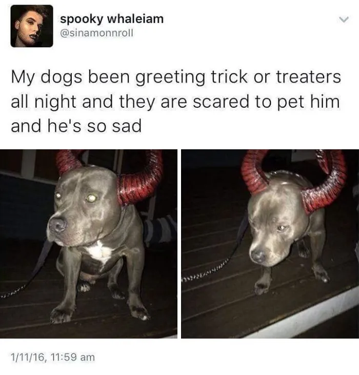 Sad pit bull wearing red demon horns for Halloween memes about trick or treaters being afraid to pet him.