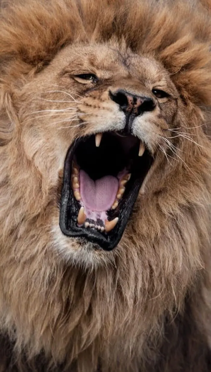 Male lion yawning widely as a wildlife photographer captures big cats reactions.