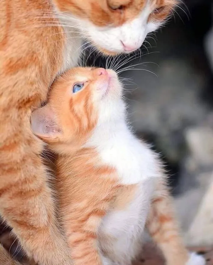 An orange mama cat looking lovingly at her tiny ginger kitten.