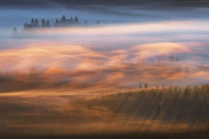 Golden sunlight streaming through foggy pine forest featured in Natural Landscape Photography Awards 2026.