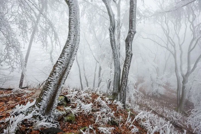Frost covered trees in a misty forest featured in Natural Landscape Photography Awards 2026.