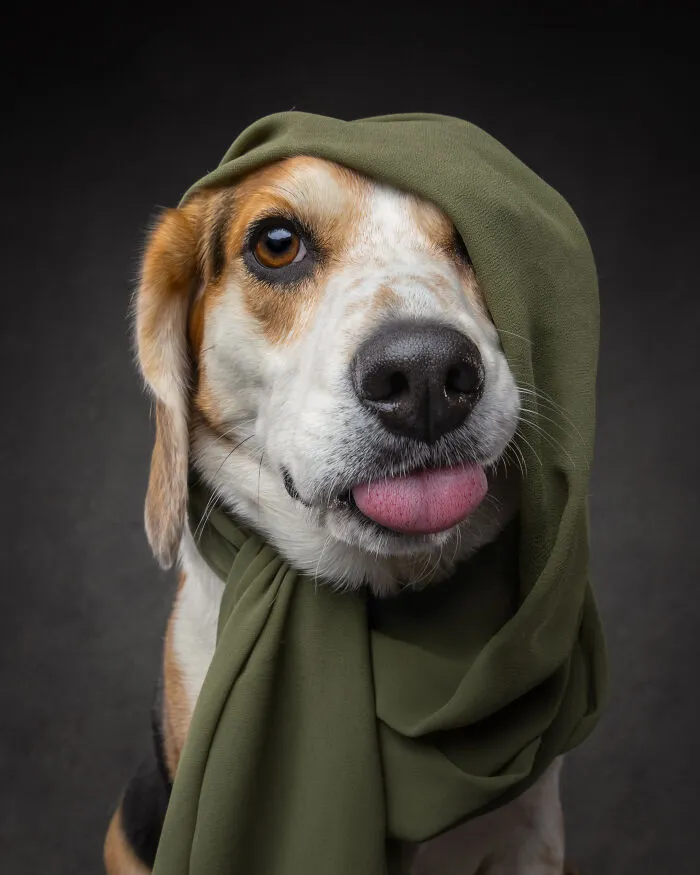Dog wearing an olive green scarf, playfully sticking out tongue capturing dog personalities