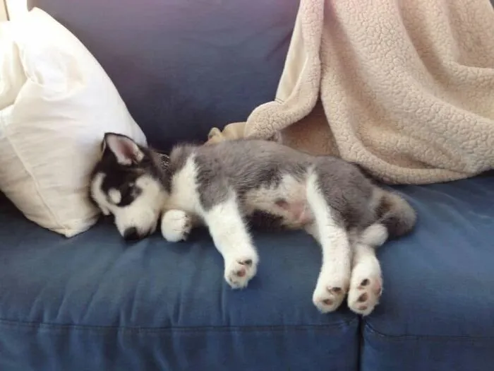 A tired Husky sleeping puppy napping comfortably on a blue sofa next to a soft pillow.