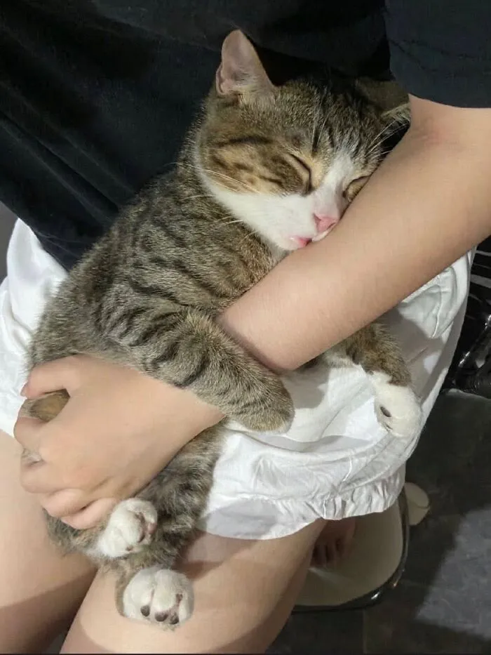 A sweet, purr-fectly timed cat pic showing a tabby cat sleeping soundly while being cuddled in someone arms.