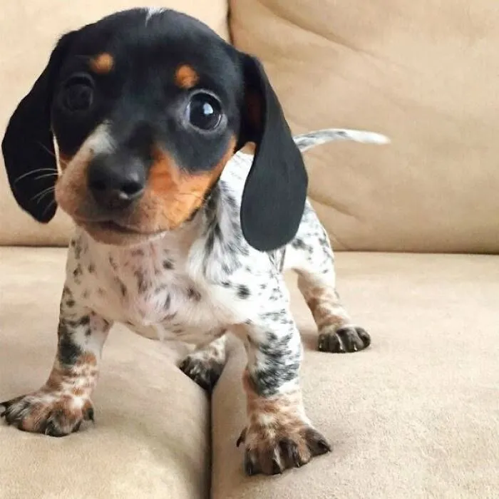 An adorable puppy pic of a speckled dachshund standing on a couch