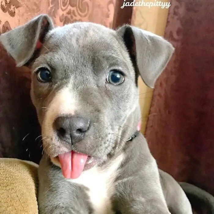 An adorable grey puppy sticking its tongue out to brighten your day