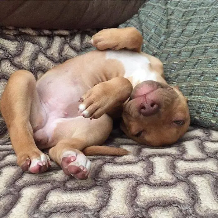 Adorable puppy pics of a light brown puppy sleeping on its back on a patterned couch