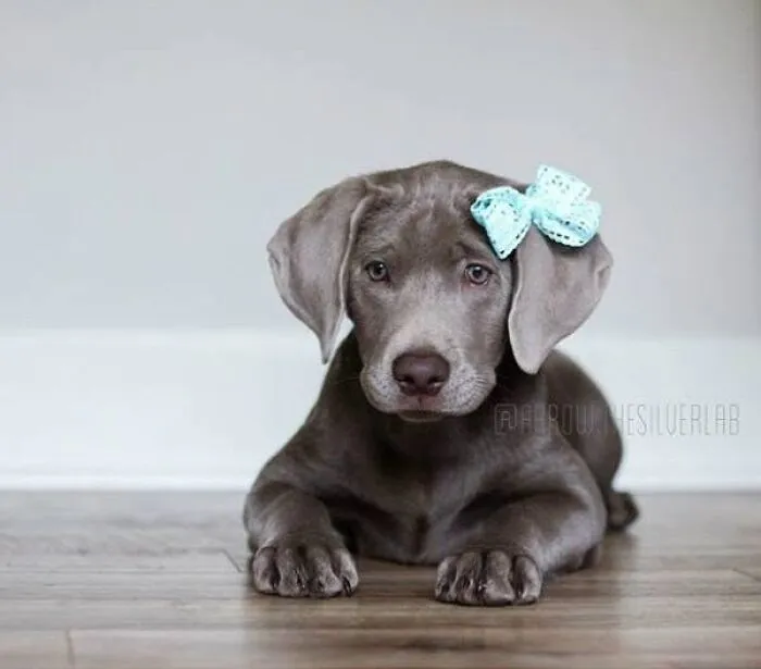 An adorable puppy pic featuring a silver lab lying down with a light blue bow on its head.