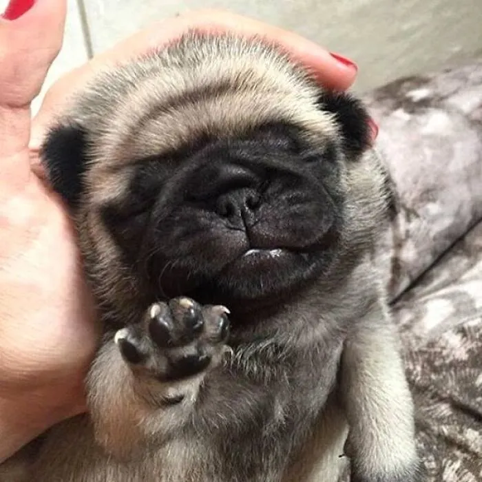 A sweet puppy pic of a tiny pug sleeping in a person's hand with its paw up.