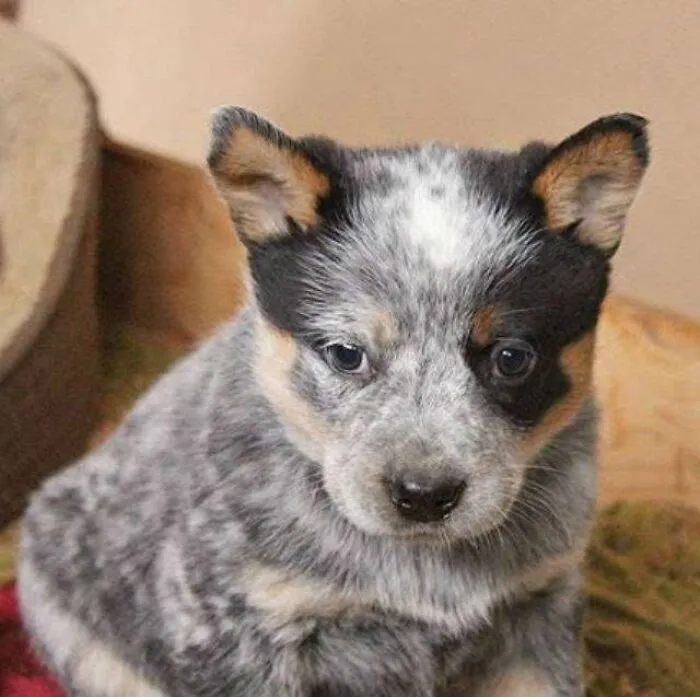 An adorable puppy pic of a blue heeler puppy looking directly at the camera.