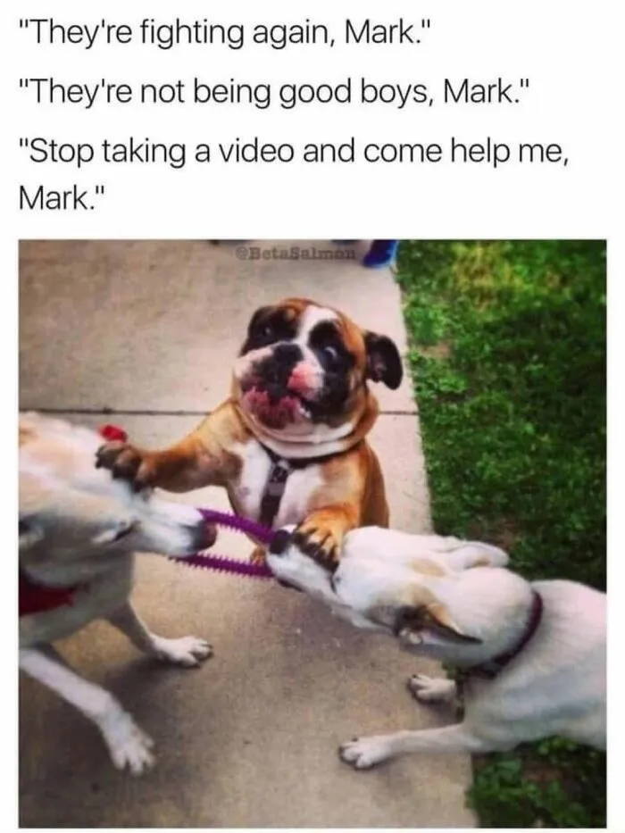 Relatable dog memes with a funny bulldog attempting to break up a play fight between two other dogs.
