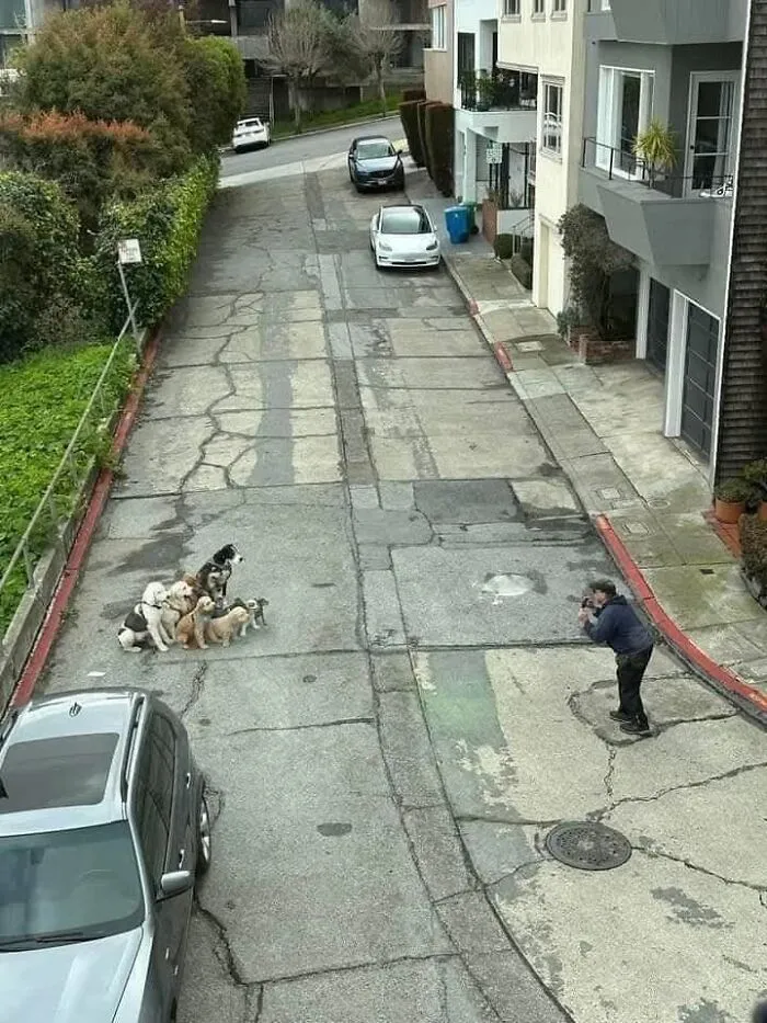 Man taking a photo of a group of dogs posing together on a sloped street.