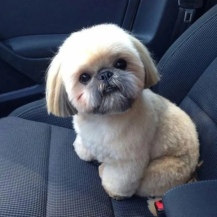 Cute fluffy Shih Tzu dog sitting on a car seat looking at the camera.