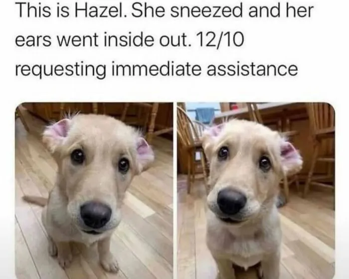 Funny dog memes featuring a golden retriever puppy with inside out ears looking cute and needing help.