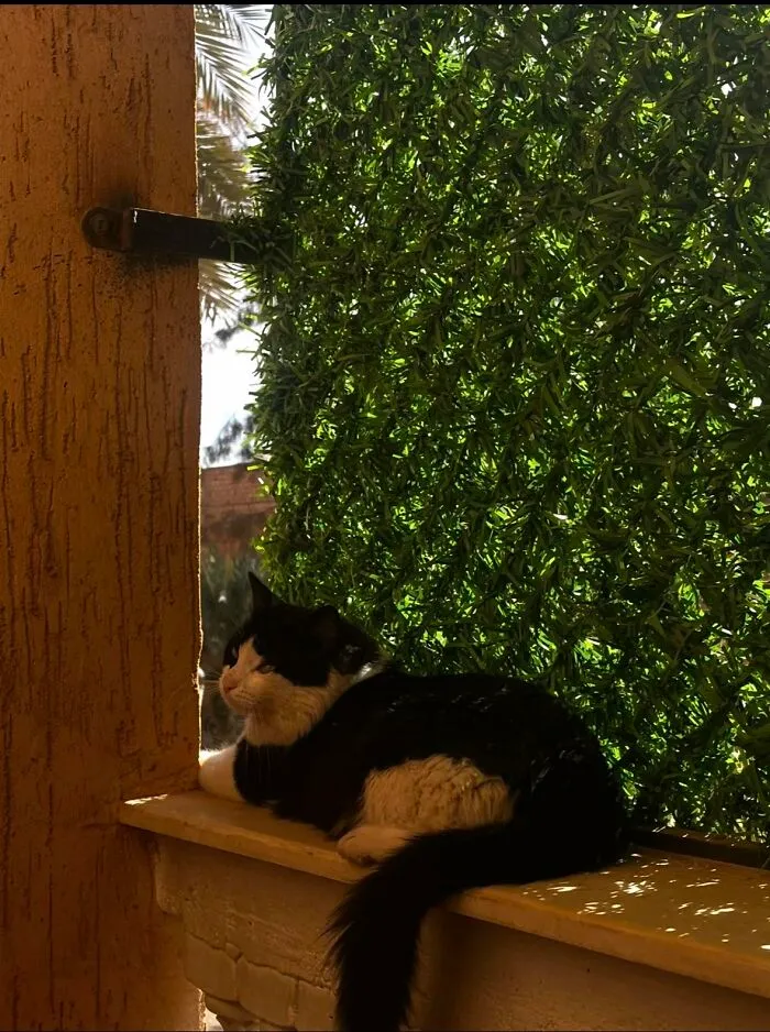 A black and white cat resting on a window sill, from the viral TikTok trend of sharing life stories with pets
