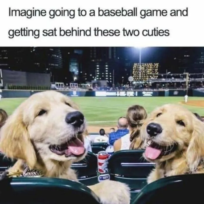 Two happy golden retriever dogs sitting at a baseball game in a wholesome dogs meme.
