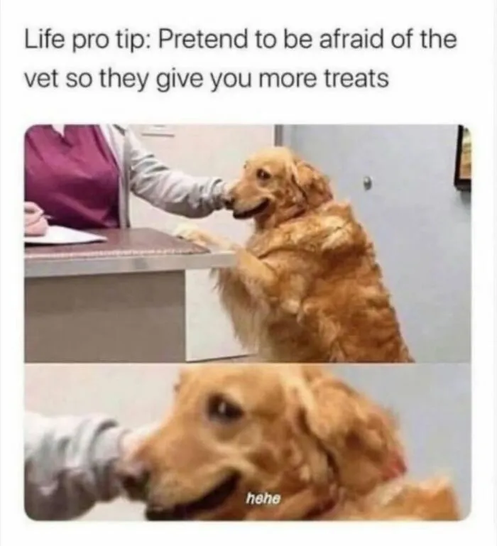 An adorable golden retriever at the vet desk in a cute dogs meme about getting extra treats.