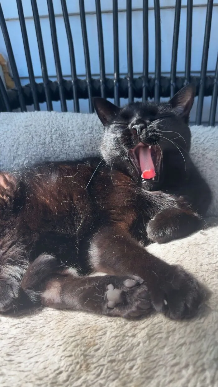 A yawning black cat lies on a soft pet bed, showing its tongue, perfect for TikTok pet life stories.