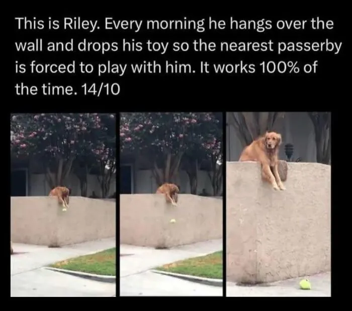 A golden retriever meme about dropping a tennis ball over a wall to find playmates.