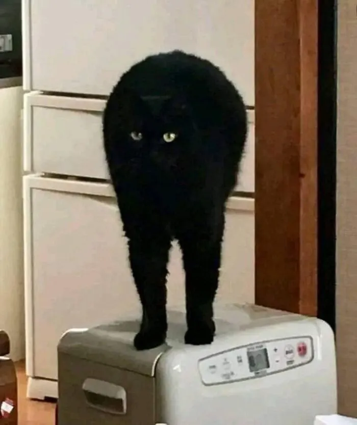 A black cat standing on two legs on top of an appliance creating a funny optical illusion.
