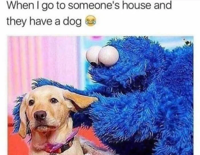 Funny dog meme featuring Cookie Monster looking excitedly at a calm golden puppy