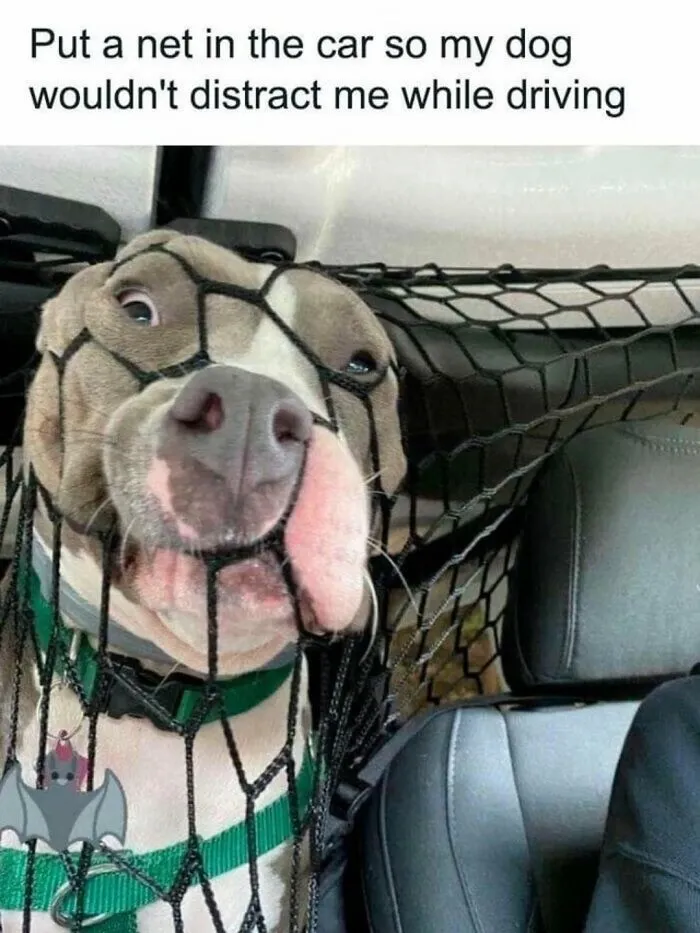 Funny dog meme of a silly dog pushing its face through a car safety net barrier