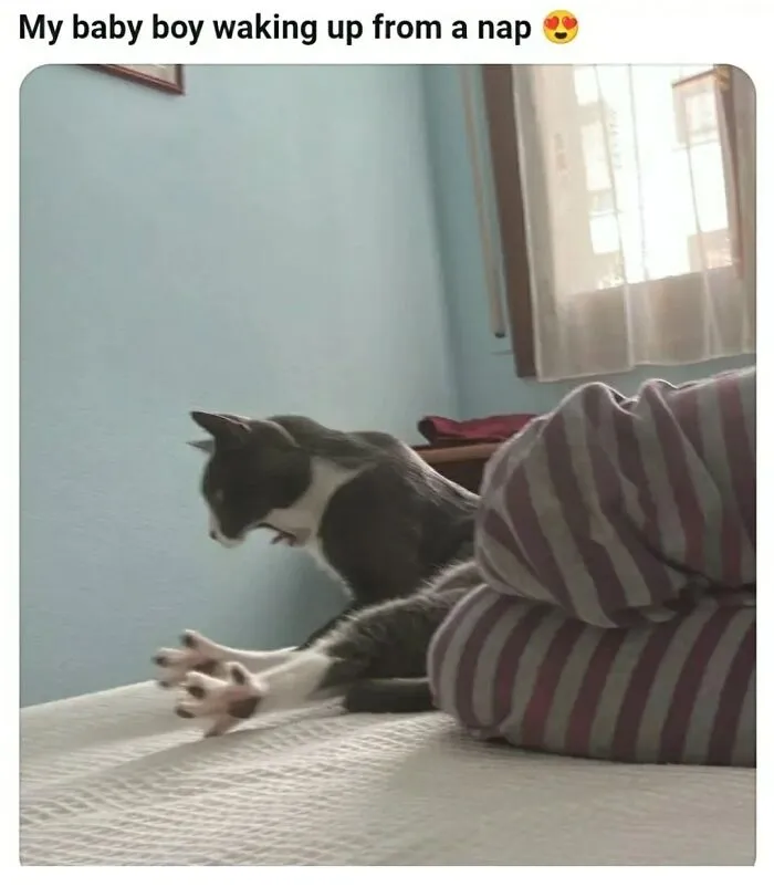 45 Hilarious Cat Memes Shared By This Facebook Page That Perfectly Capture Feline Behavior
