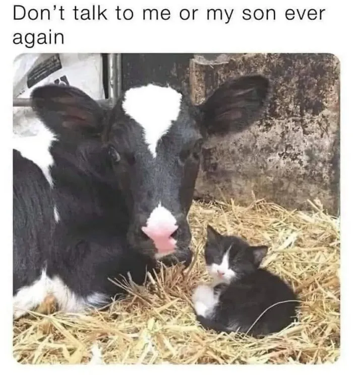 Funny cat memes image of a cow lying next to a small black and white kitten on straw.