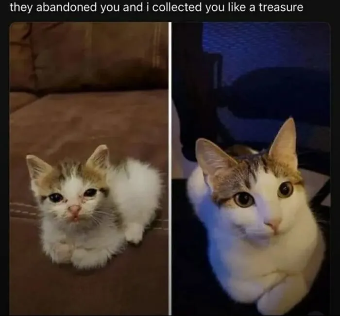 Wholesome cat memes showing a side-by-side glow up of a rescued kitten growing into a healthy adult cat.