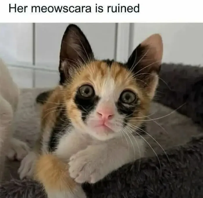 Hilarious cat memes showing a calico kitten with natural dark fur markings under its eyes.
