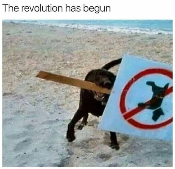 Humorous dog meme of a black dog running on a beach carrying a no dogs allowed sign