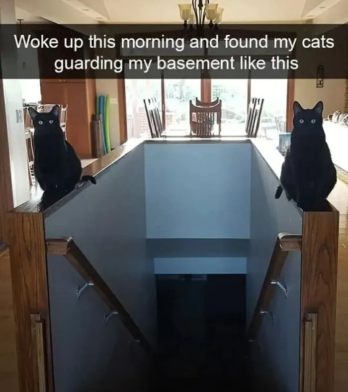 Cat memes showing two black cats sitting symmetrically at the top of a basement staircase.
