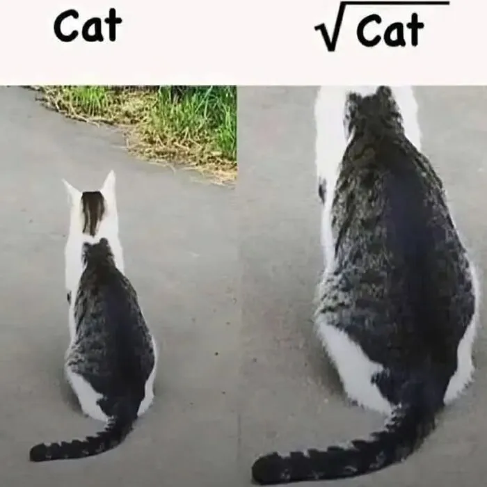 Cat memes photo comparing a cat from behind next to a math symbol joke labeled square root cat.
