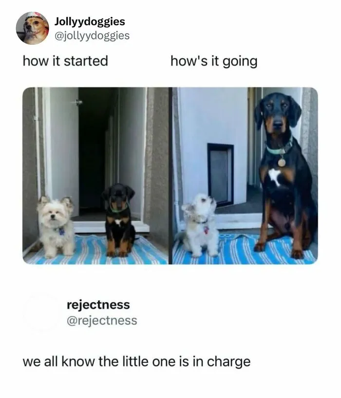 Two dogs side by side showing a before and after growth comparison in a dog meme.