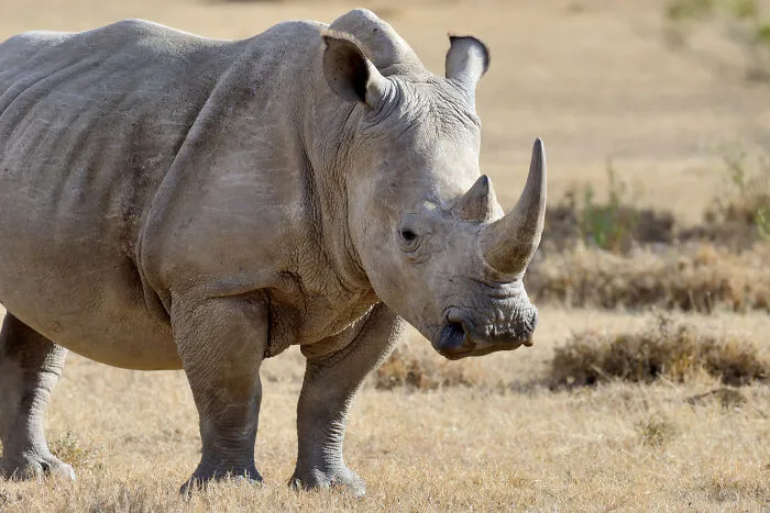 A large rhinoceros standing in a dry field, representing a topic that made partners question their intelligence.