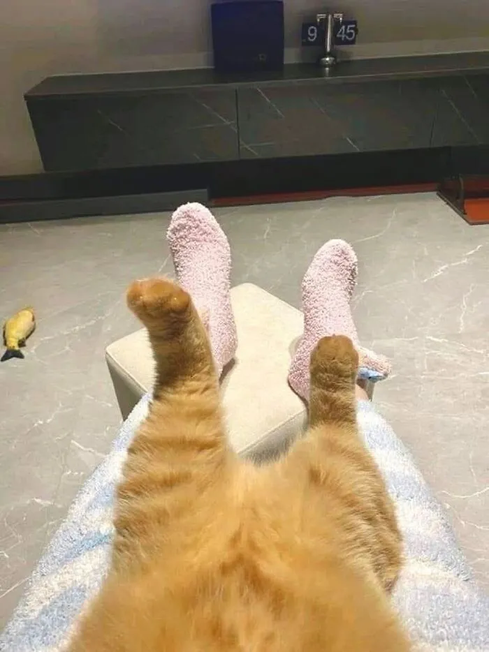 An orange tabby cat lying upside down with back paws sticking up matching a person wearing pink socks.