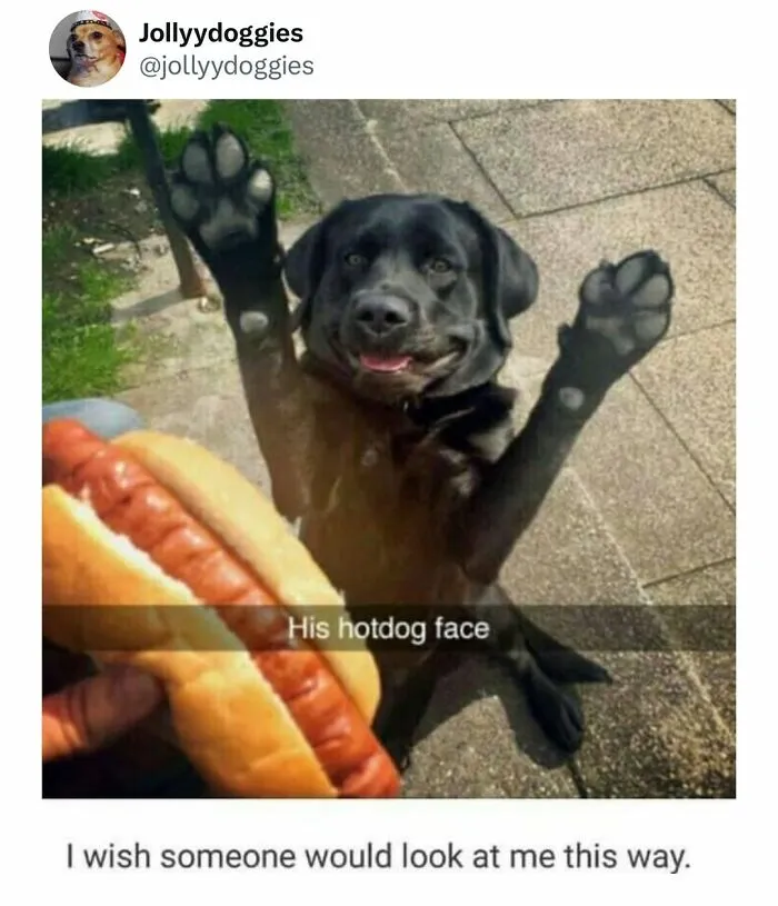Excited black dog looking at a hot dog in a funny dog meme.