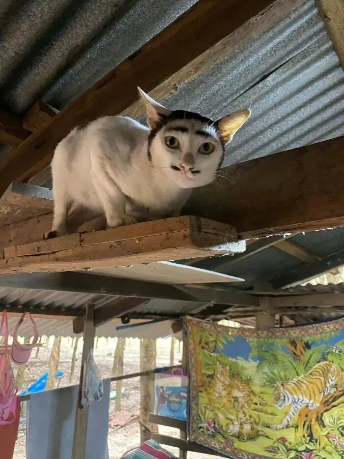 A unique white cat with dark markings looking like eyebrows perched high on a wooden beam in cat pics.