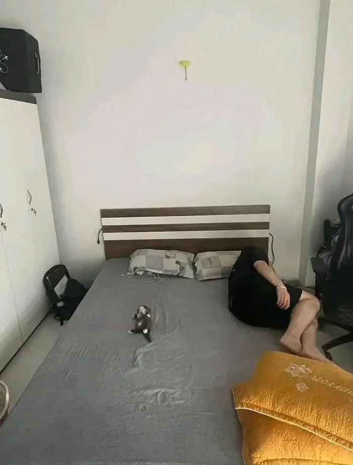 A tiny kitten lying on a large bed next to its sleeping owner in purr-fectly timed cat pics.