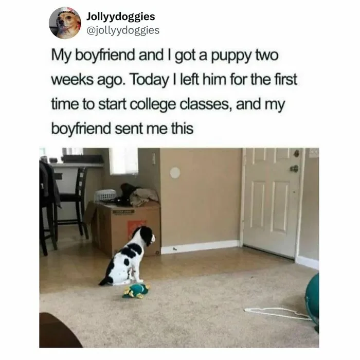 A black and white puppy sits by the front door in this adorable dog meme.