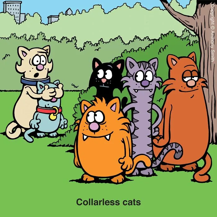 Funny cat comic showing a group of feral cats staring at a pet cat.