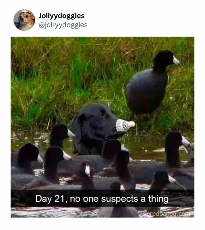 Amusing dog memes showing a black dog in water with a shuttlecock on its nose hiding among ducks